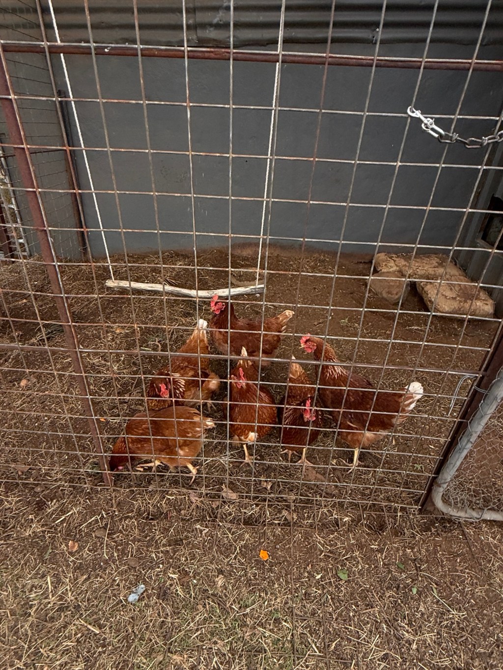 Chickens,  at last.