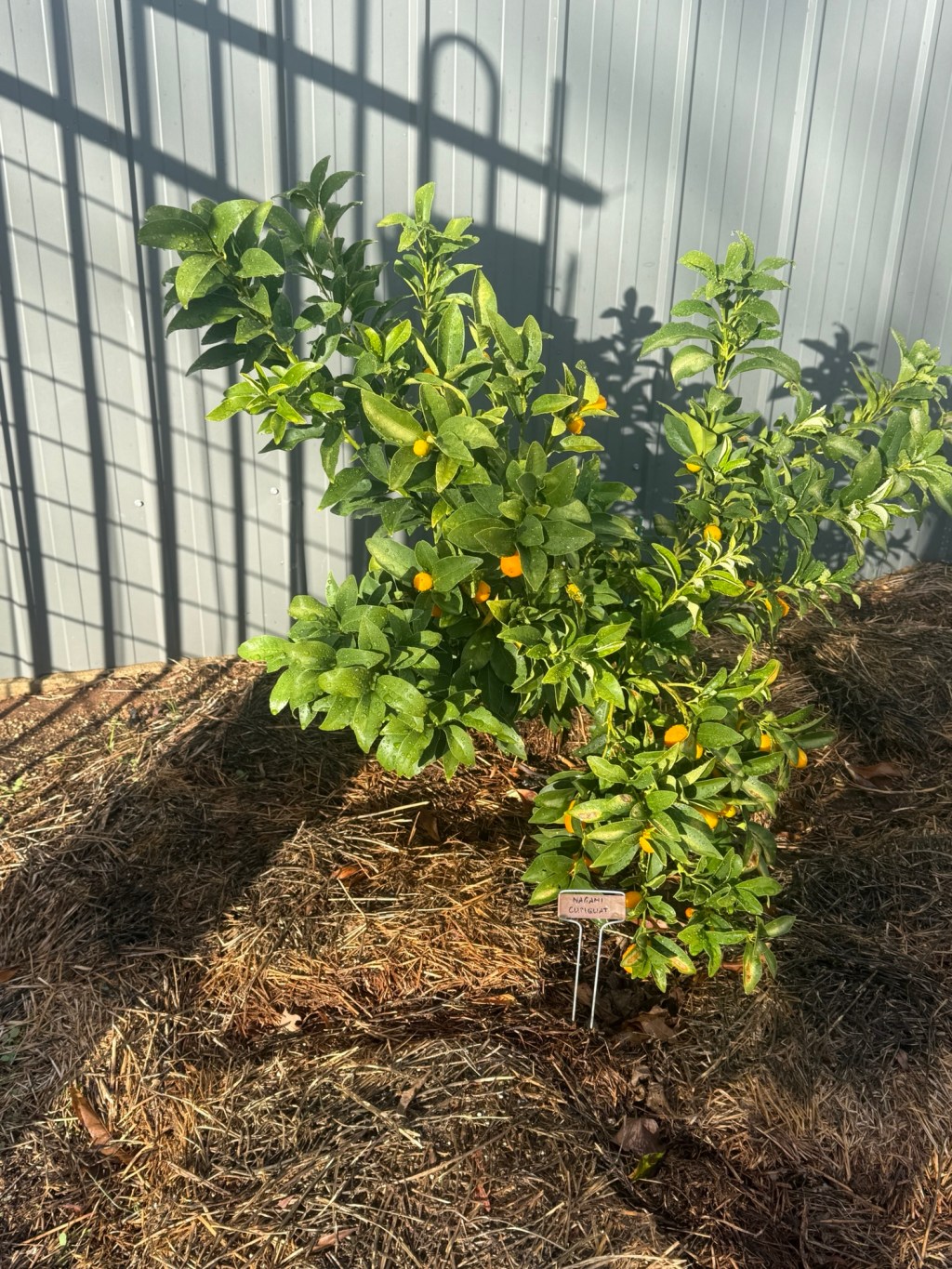 Kumquat marmalade